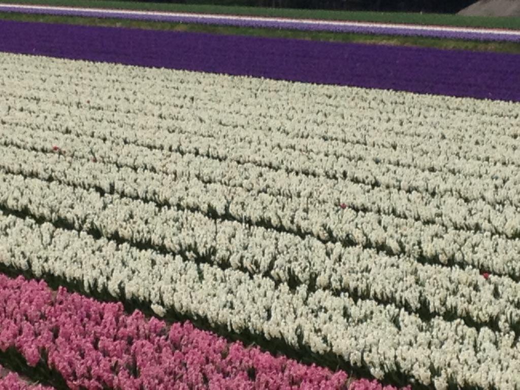 Bed & Breakfast De Vier Seizoenen Lisse Exteriör bild